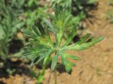 Geranium columbinum