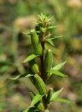 Oenothera rubricaulis. Верхушка плодоносящего растения. Марий Эл, Йошкар-Ола, ул. Гоголя, в культуре. 12.07.2021.