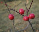 Malus baccata. Верхушка плодоносящей веточки. Республика Удмуртия, Каракулинский р-н, Ныргындинское сельское поселение, дер. Зуевы Ключи, суходольный луг. 08.10.2021.