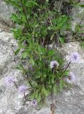 Globularia meridionalis