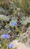 Gentiana pseudoaquatica. Цветущее растение. Республика Алтай, Кош-Агачский р-н, плоскогорье Укок, окр. кургана Ак-Алаха 3, горная степь, высота ок. 2180 м н.у.м. 4 августа 2020 г.