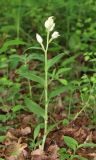 Cephalanthera damasonium. Цветущее растение. Дагестан, Магарамкентский р-н, окр. с. Хтун-Казмаляр, Самурский лес. 7 мая 2022 г.