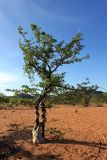 Fockea multiflora. Лиана с раздутым клубневидным основанием (каудексом), обвивающая ствол дерева. Намибия, обл. Кунене, р-н Санитатас, в 13 км на восток от деревни Anabib. 20.01.2010.