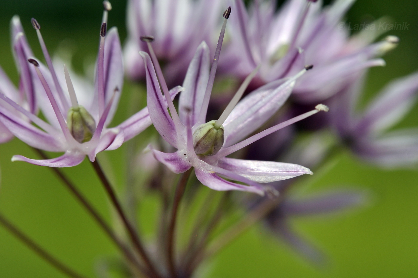Изображение особи Allium maximowiczii.