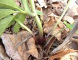 Anemone ranunculoides