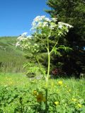 Anthriscus sylvestris. Верхушка цветущего растения. Казахстан, Центральный Алтай, окр. оз. Рахмановское, 1760 м н.у.м., разнотравный луг. 26 июня 2019 г.