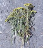 Tanacetum canescens