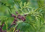 Thuja occidentalis. Веточки с раскрывшимися прошлогодними шишками (культивар). Московская обл., Раменский р-н, окр. дер. Хрипань, садовый участок. 23.05.2023.