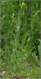Brassica campestris. Цветущее растение. Чувашия, г. Шумерля, берег р. Сура в районе городского пляжа. 26 мая 2011 г.