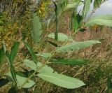 Salix cinerea