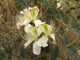 Capparis herbacea