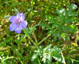 Erodium ciconium