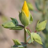 Hypericum olympicum