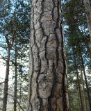 Pinus sylvestris подвид hamata