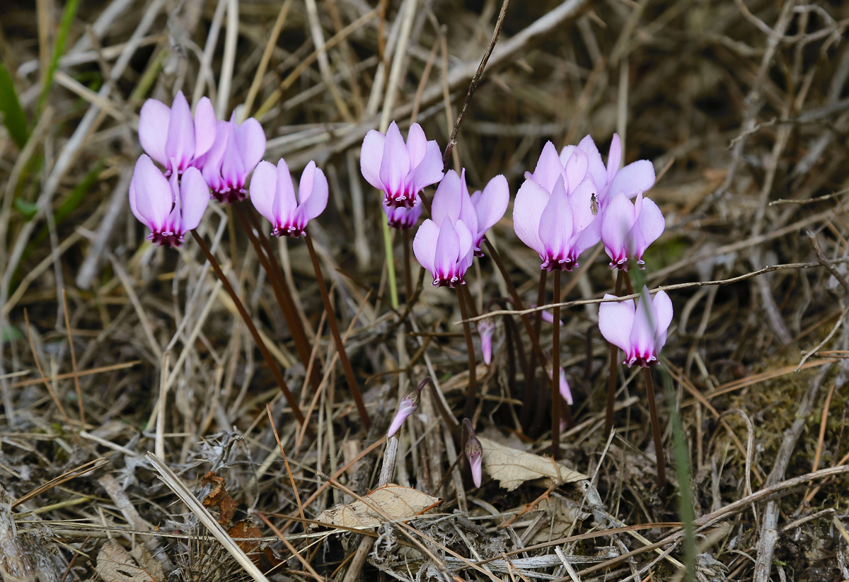 Изображение особи Cyclamen hederifolium.