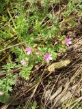 Erodium cicutarium