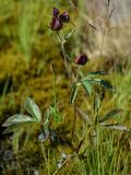 Comarum palustre