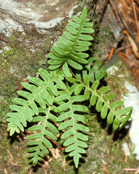 Изображение особи Polypodium sibiricum.