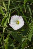 Convolvulus arvensis