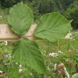 Rubus hirtus. Лист. Краснодарский край, Абинский р-н, окр. станицы Эриванская, щель Жаданова, заросли на опушке дубово-грабово-букового леса. 30.05.2015.