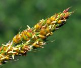 Sorghum bicolor