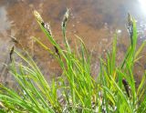 Carex transcaucasica