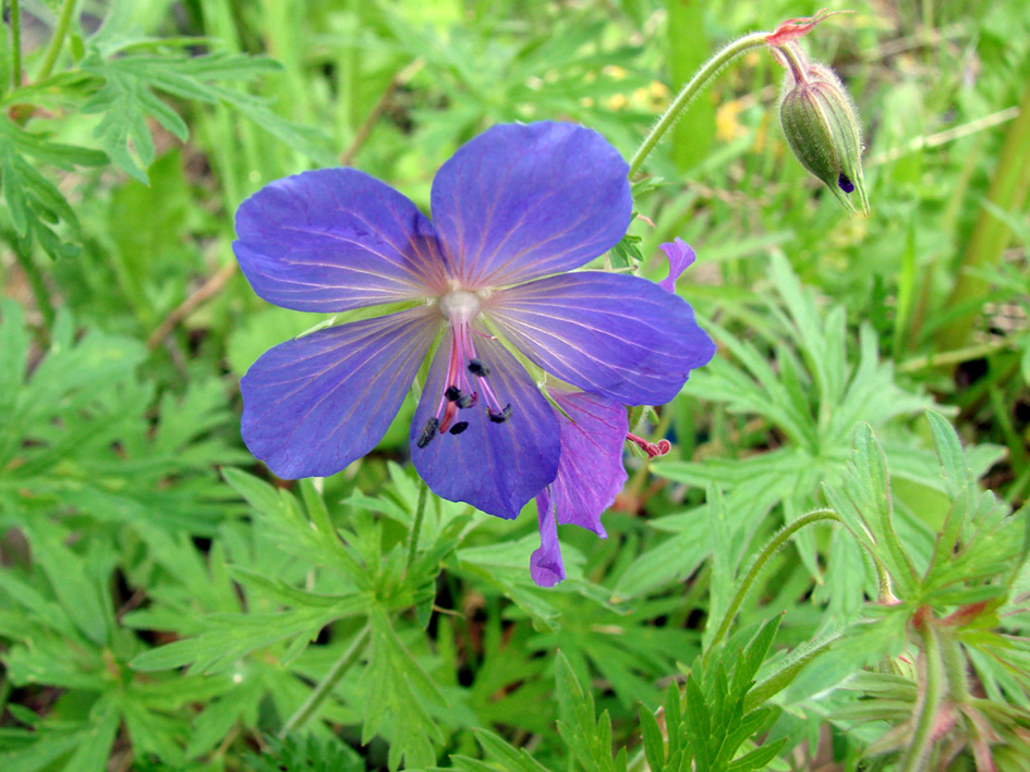 Изображение особи Geranium pratense.