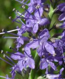 Veronica longifolia