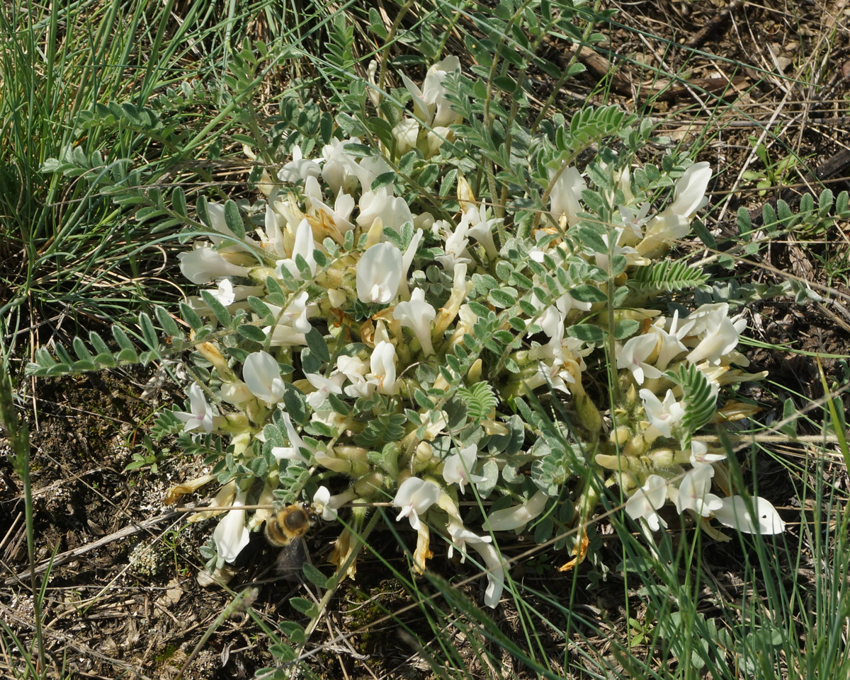 Изображение особи Astragalus megalanthus.