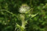 Cirsium vulgare. Верхняя часть растения с нераспустившимся соцветием. Ленинградская обл., Всеволожский р-н, окр. пос. Куйвози, зарастающее осушенное болото. 06.07.2015.