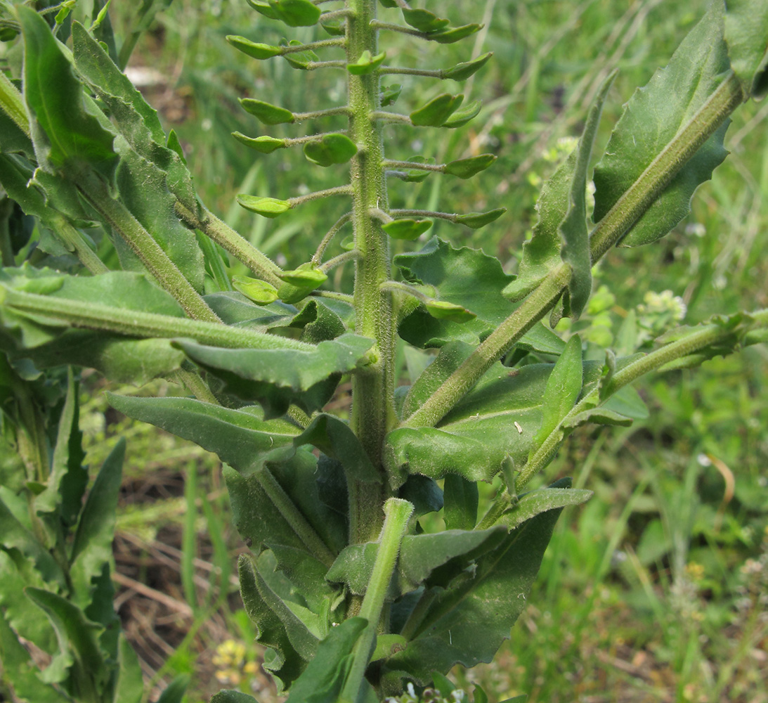 Изображение особи Lepidium campestre.