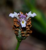 Lippia nodiflora