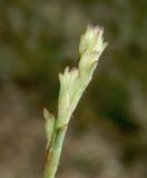 Gypsophila pallasii