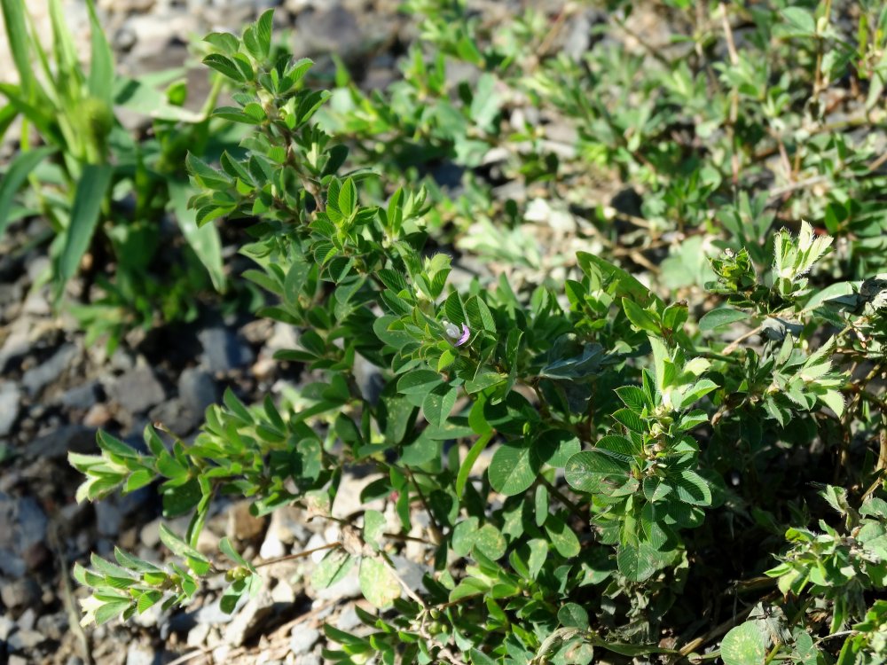 Изображение особи Kummerowia stipulacea.