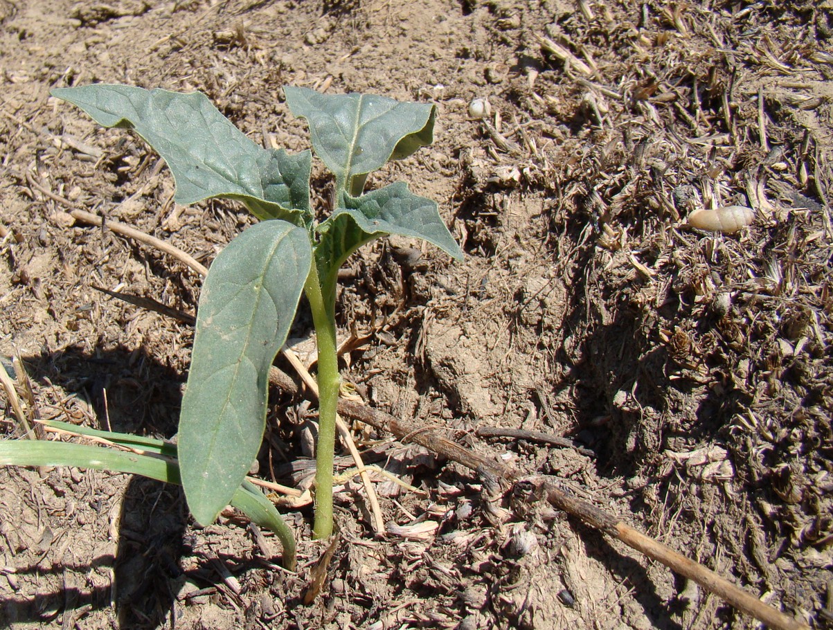 Изображение особи Datura stramonium.