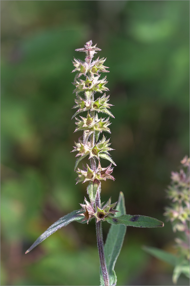 Изображение особи Stachys palustris.