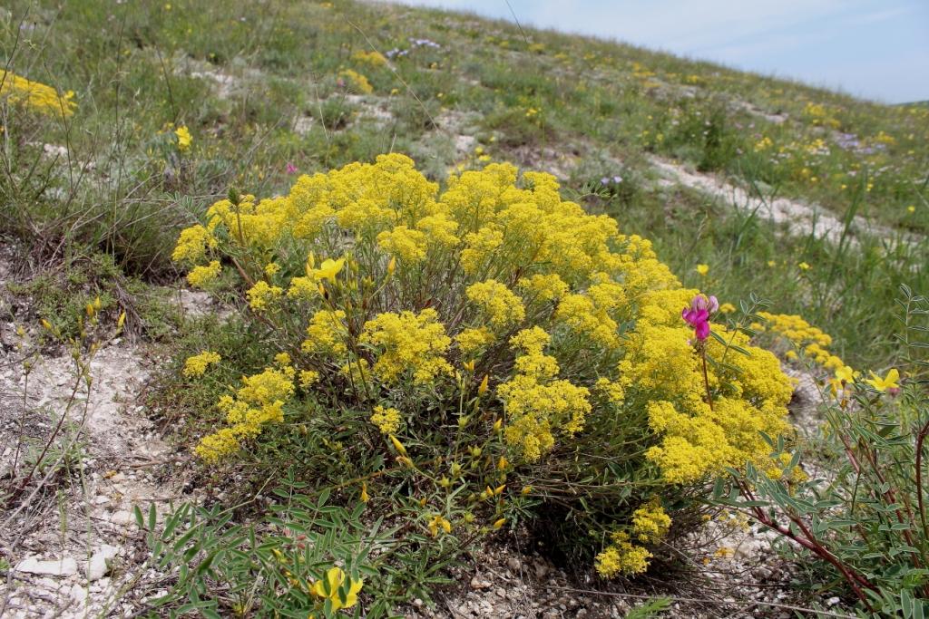 Изображение растения Alyssum tortuosum.