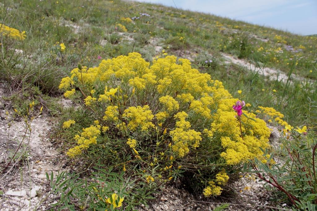 Изображение особи Odontarrhena tortuosa.