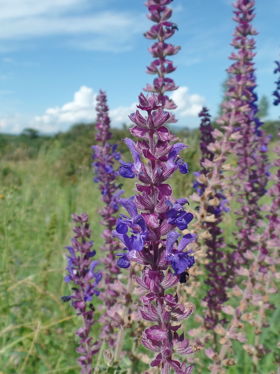 Изображение особи Salvia deserta.