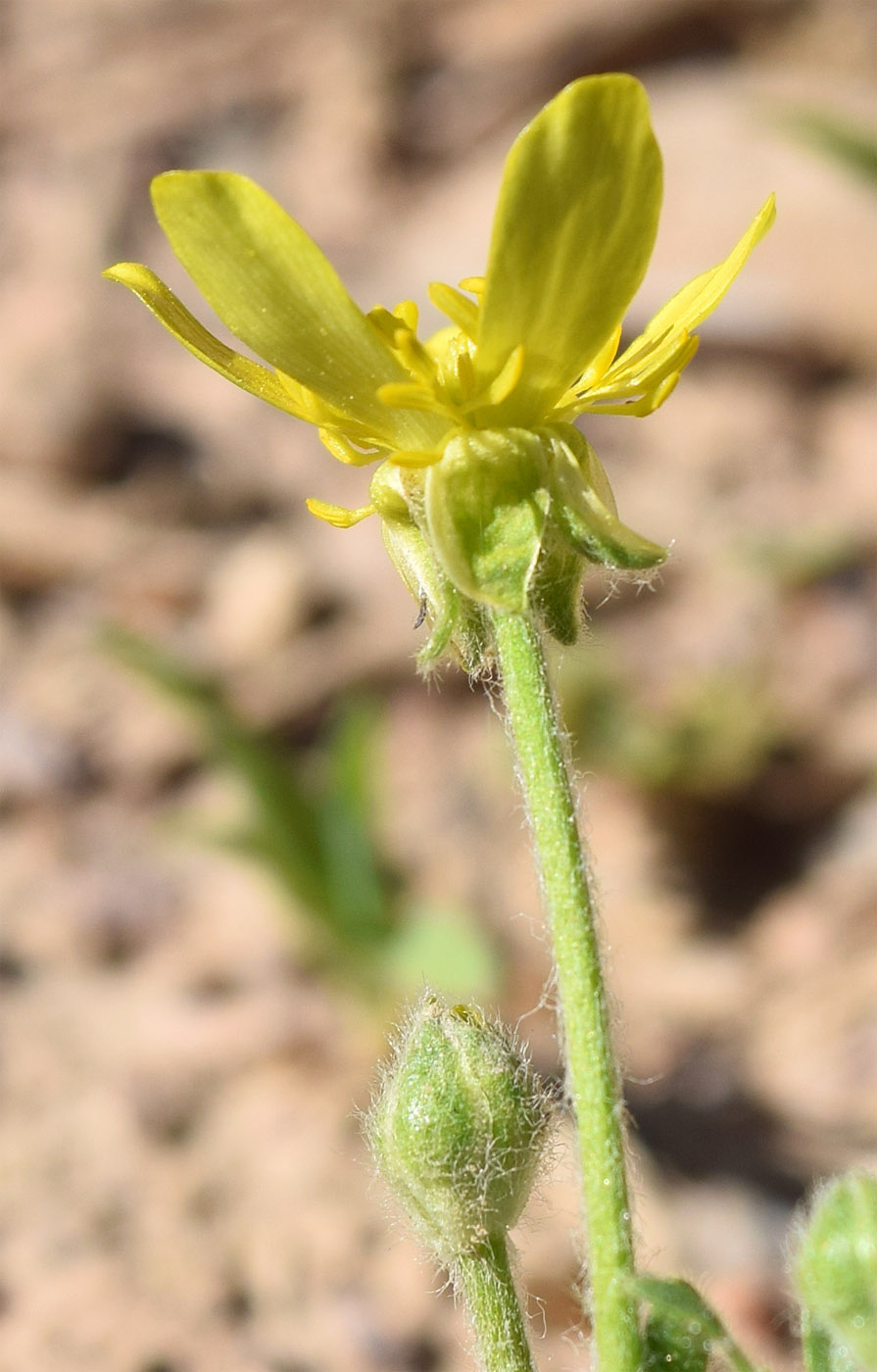 Изображение особи Ranunculus oxyspermus.