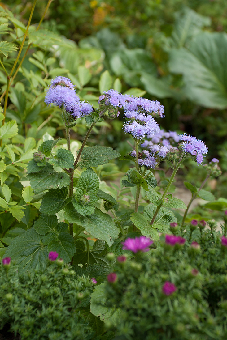 Image of Ageratum houstonianum specimen.