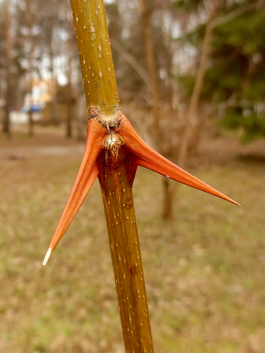 Изображение особи Robinia pseudoacacia.