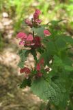 Lamium maculatum