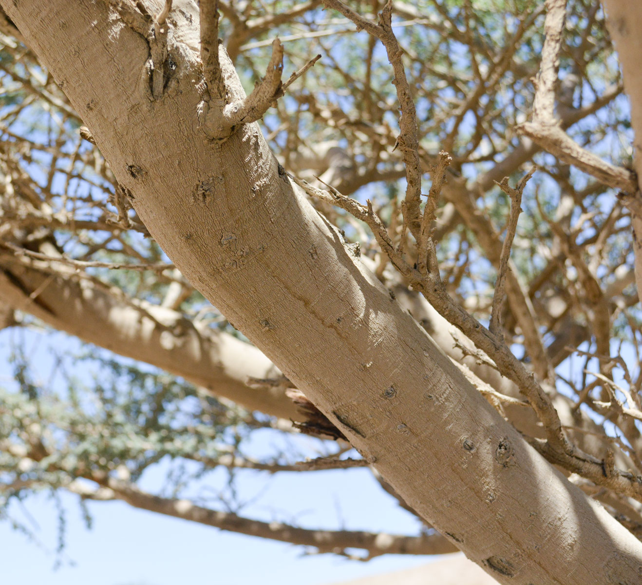 Изображение особи Vachellia tortilis.