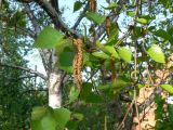 Betula platyphylla