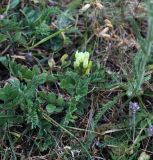 Astragalus resupinatus