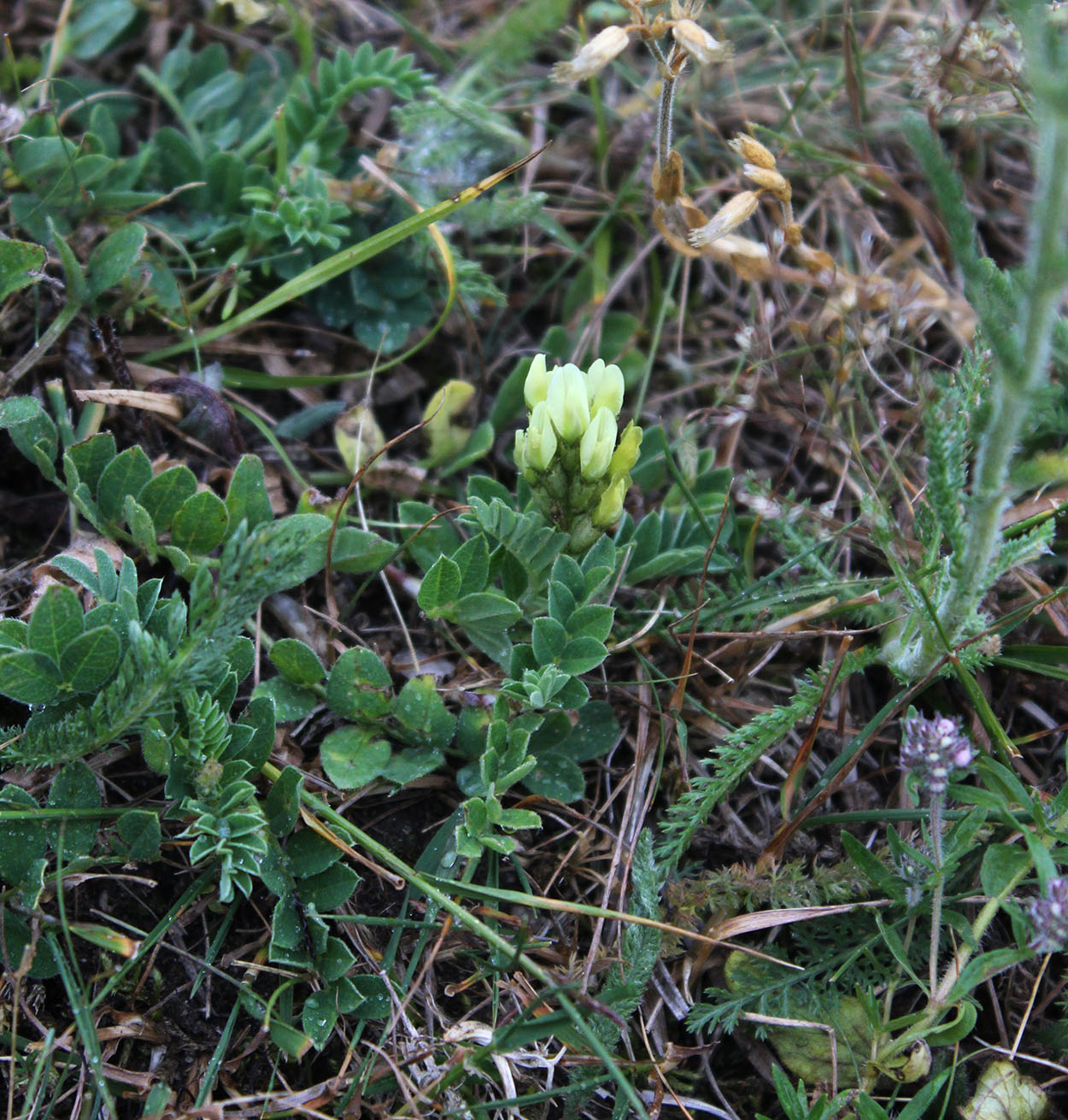 Изображение особи Astragalus resupinatus.