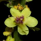 Verbascum nigrum