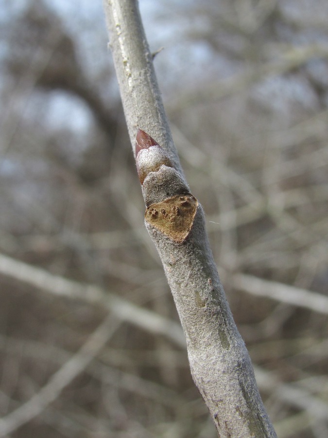 Изображение особи Populus alba.