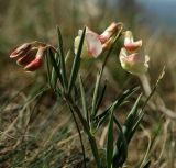 Lathyrus lacaitae